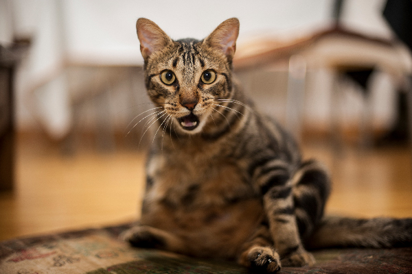 Comprendi il linguaggio del corpo del tuo gatto?! Sai che