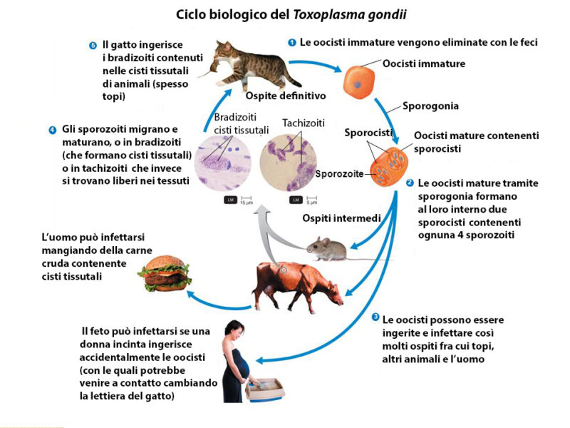 La Toxoplasmosi nel gatto Veterinaria San Pancrazio