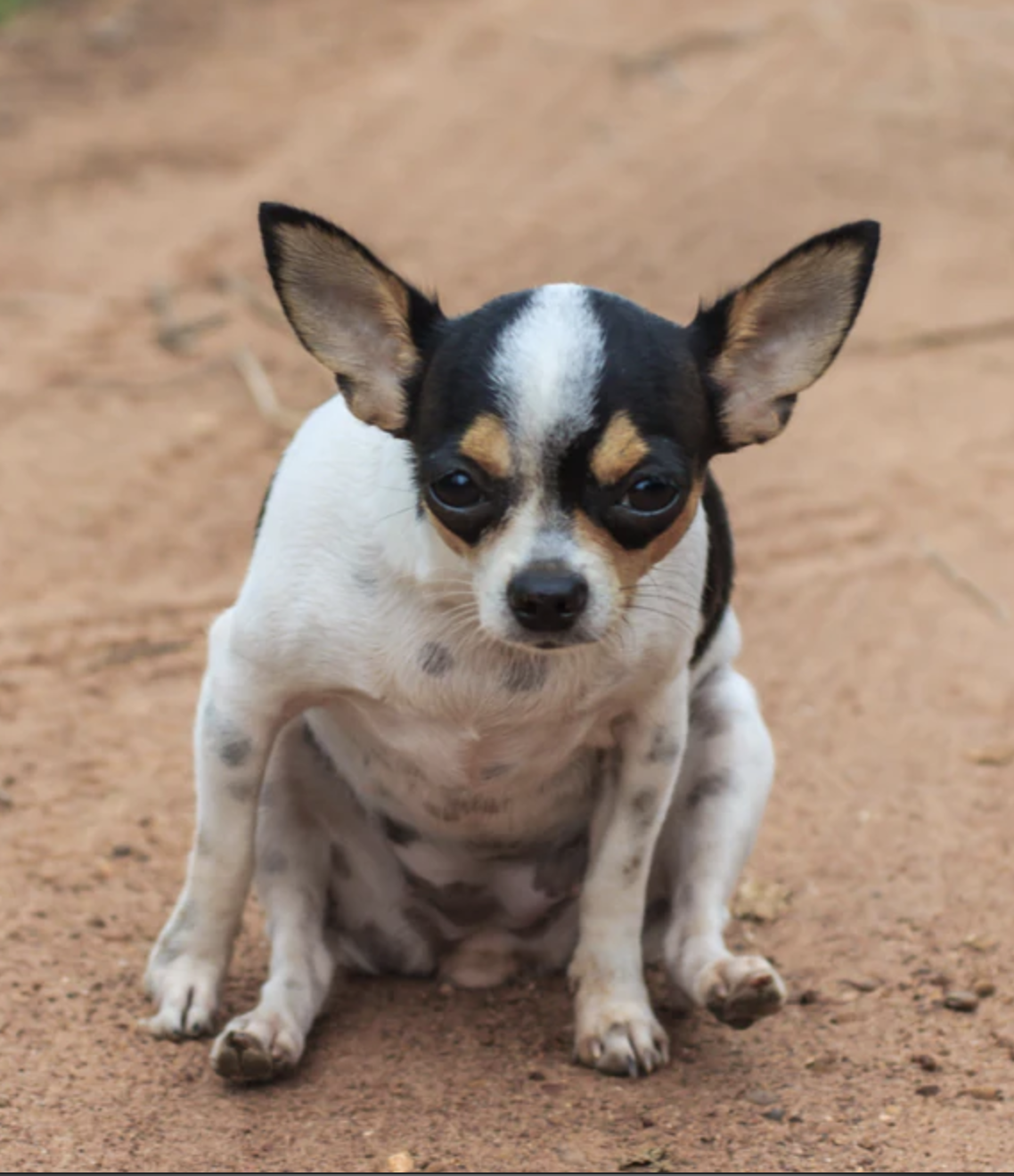 Ascesso dei sacchi anali - Veterinaria San Pancrazio